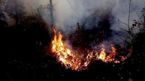 काभ्रेका वन जंगलमा डढेला लाग्नेको संख्या बढ्दै : दुई महिनामा ६ सय ५० हेक्टरमा डढेलो