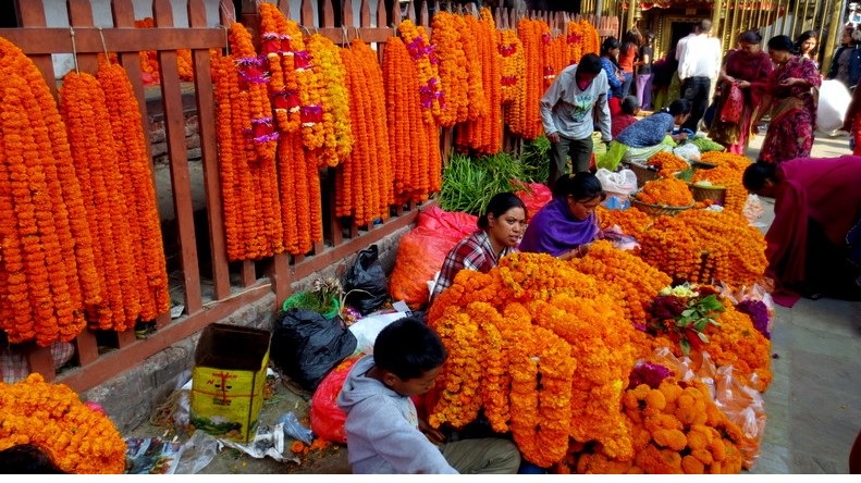 स्वदेशी उत्पादनले धान्न नसकेपछि तिहारलाई ५० हजार सयपत्री फूलको माला आयात हुँदै
