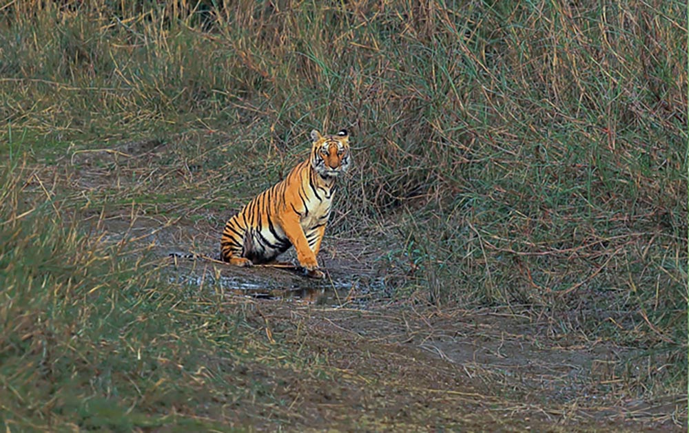 विश्व बाघ दिवस मनाइँदै