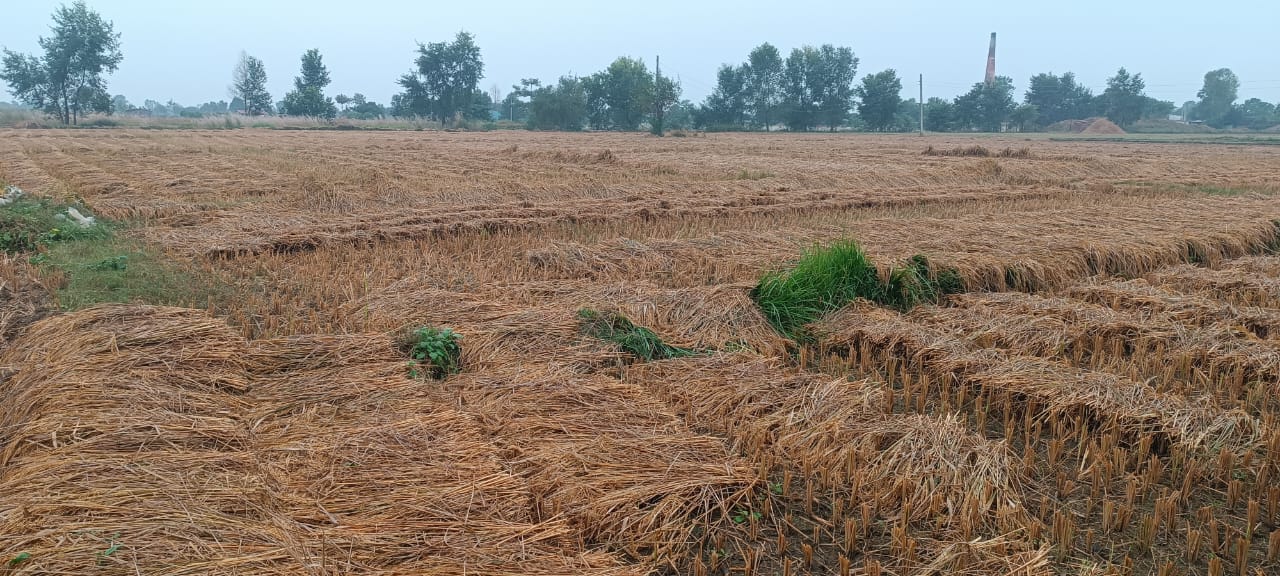 गएराती देखिको वर्षाले खेतको धान भिज्यो, कृषकहरू चिन्तित