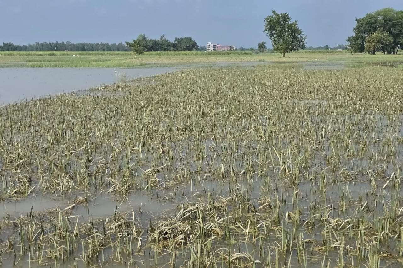 वर्षा र हावाहुरीका कारण १५ प्रतिशत धान बालीमा क्षति